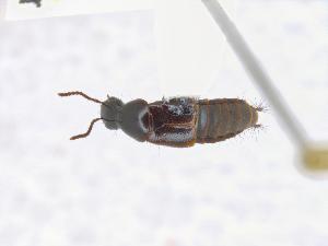  ( - CNCAJB19-60)  @11 [ ] CreativeCommons  Attribution Non-Commercial ShareAlike (2019) Unspecified Canadian National Collection of Insects