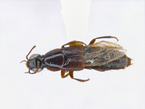  (Quedius mutator - CNCAJB19-61)  @11 [ ] CreativeCommons  Attribution Non-Commercial ShareAlike (2019) Unspecified Canadian National Collection of Insects