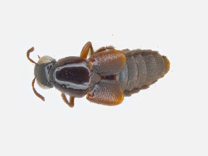  (Quedius amabilis - CNCAJB19-62)  @11 [ ] CreativeCommons  Attribution Non-Commercial ShareAlike (2019) Unspecified Canadian National Collection of Insects