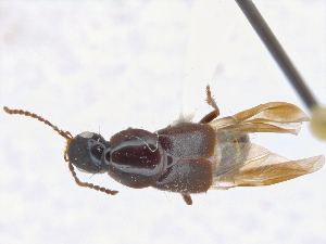  ( - CNCAJB19-72)  @11 [ ] CreativeCommons  Attribution Non-Commercial ShareAlike (2019) Unspecified Canadian National Collection of Insects