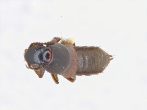  ( - CNCAJB19-82)  @11 [ ] CreativeCommons  Attribution Non-Commercial ShareAlike (2019) Unspecified Canadian National Collection of Insects