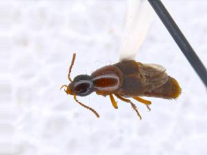  ( - CNCAJB19-84)  @11 [ ] CreativeCommons  Attribution Non-Commercial ShareAlike (2019) Unspecified Canadian National Collection of Insects