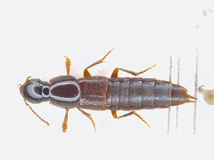  ( - CNCAJB19-86)  @11 [ ] CreativeCommons  Attribution Non-Commercial ShareAlike (2019) Unspecified Canadian National Collection of Insects