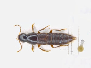  ( - CNCAJB19-89)  @11 [ ] CreativeCommons  Attribution Non-Commercial ShareAlike (2019) Unspecified Canadian National Collection of Insects