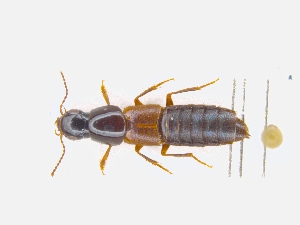  ( - CNCAJB19-90)  @11 [ ] CreativeCommons  Attribution Non-Commercial ShareAlike (2019) Unspecified Canadian National Collection of Insects