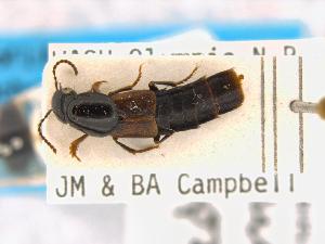  ( - CNCAJB19-152)  @11 [ ] CreativeCommons  Attribution Non-Commercial ShareAlike (2019) Unspecified Canadian National Collection of Insects
