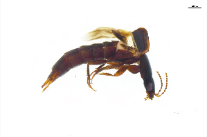  ( - CNCAJB22-026)  @11 [ ] CreativeCommons  Attribution Non-Commercial ShareAlike (2022) Unspecified Canadian National Collection of Insects