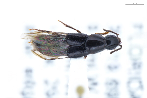  ( - CNCAJB22-035)  @11 [ ] CreativeCommons  Attribution Non-Commercial ShareAlike (2022) Unspecified Canadian National Collection of Insects