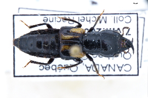  ( - CNCAJB22-038)  @11 [ ] CreativeCommons  Attribution Non-Commercial ShareAlike (2022) Unspecified Canadian National Collection of Insects