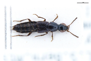  ( - CNCAJB22-056)  @11 [ ] CreativeCommons  Attribution Non-Commercial ShareAlike (2022) Unspecified Canadian National Collection of Insects