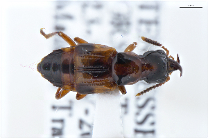  ( - CNCAJB22-089)  @11 [ ] CreativeCommons  Attribution Non-Commercial ShareAlike (2022) Unspecified Canadian National Collection of Insects