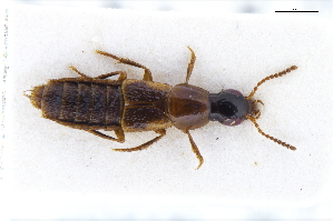  ( - CNCAJB22-013)  @11 [ ] CreativeCommons  Attribution Non-Commercial ShareAlike (2022) Unspecified Canadian National Collection of Insects
