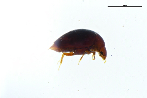 ( - CNCAJB22-025)  @11 [ ] CreativeCommons  Attribution Non-Commercial ShareAlike (2022) Unspecified Canadian National Collection of Insects
