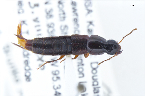  ( - CNCAJB22-163)  @11 [ ] CreativeCommons  Attribution Non-Commercial ShareAlike (2022) Unspecified Canadian National Collection of Insects