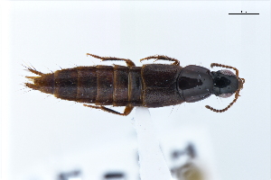  ( - CNCAJB22-171)  @11 [ ] CreativeCommons  Attribution Non-Commercial ShareAlike (2022) Unspecified Canadian National Collection of Insects