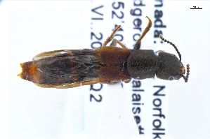  ( - CNCAJB22-178)  @11 [ ] CreativeCommons  Attribution Non-Commercial ShareAlike (2022) Unspecified Canadian National Collection of Insects