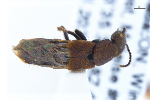 ( - CNCAJB22-180)  @11 [ ] CreativeCommons  Attribution Non-Commercial ShareAlike (2022) Unspecified Canadian National Collection of Insects