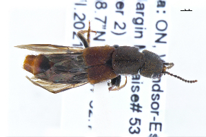  ( - CNCAJB22-181)  @11 [ ] CreativeCommons  Attribution Non-Commercial ShareAlike (2022) Unspecified Canadian National Collection of Insects
