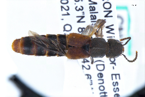  ( - CNCAJB22-182)  @11 [ ] CreativeCommons  Attribution Non-Commercial ShareAlike (2022) Unspecified Canadian National Collection of Insects
