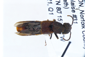  ( - CNCAJB22-183)  @11 [ ] CreativeCommons  Attribution Non-Commercial ShareAlike (2022) Unspecified Canadian National Collection of Insects