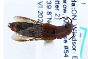 ( - CNCAJB22-184)  @11 [ ] CreativeCommons  Attribution Non-Commercial ShareAlike (2022) Unspecified Canadian National Collection of Insects