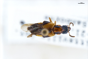  ( - CNCAJB22-103)  @11 [ ] CreativeCommons  Attribution Non-Commercial ShareAlike (2022) Unspecified Canadian National Collection of Insects