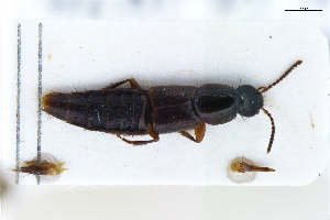  ( - CNCAJB22-137)  @11 [ ] CreativeCommons  Attribution Non-Commercial ShareAlike (2022) Unspecified Canadian National Collection of Insects