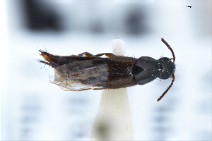  ( - CNCAJB22-141)  @11 [ ] CreativeCommons  Attribution Non-Commercial ShareAlike (2022) Unspecified Canadian National Collection of Insects