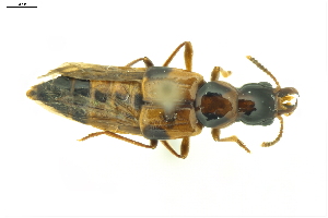  ( - CNCAJB24-128)  @11 [ ] CreativeCommons  Attribution Non-Commercial ShareAlike (2024) Unspecified Canadian National Collection of Insects