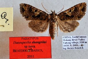  (Daseuplexia shangrilai - 20110-141009-CH)  @12 [ ] Copyright (2013) Aidas Saldaitis Vilinus Ecological Institute