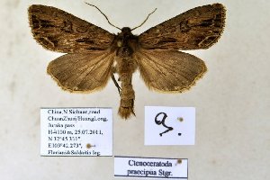  (Ctenoceratoda praecipua - 20173-250711-CH)  @14 [ ] Copyright (2013) Aidas Saldaitis Vilinus Ecological Institute