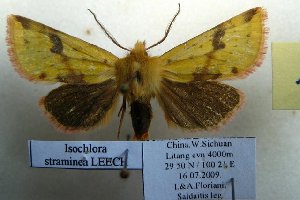  (Isochlora straminea - 10357-160709-CH)  @13 [ ] Copyright (2011) Aidas Saldaitis Vilinus Ecological Institute
