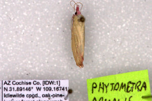  (Phytometra apicata - 10458-150609-AZ)  @12 [ ] Copyright (2011) Robert Borth LepBio, LLC