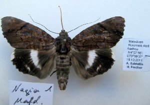  ( - 10502-191211-MA)  @11 [ ] Copyright (2012) Aidas Saldaitis Vilinus Ecological Institute