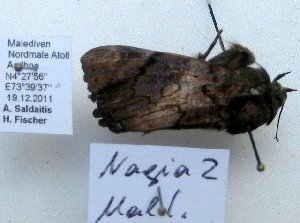  ( - 10503-191211-MA)  @11 [ ] Copyright (2012) Aidas Saldaitis Vilinus Ecological Institute