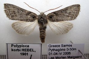  (Polyploca corbi - 1065-030406-GR)  @13 [ ] Copyright (2011) Aidas Saldaitis Vilinus Ecological Institute