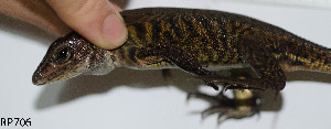  (Holcosus undulatus - RP706)  @11 [ ] CreativeCommons  Attribution Alexander Edwards (2018) Unspecified University of Plymouth