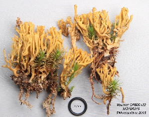  (Ramaria cf. myceliosa - MQ18R019-QFB30102)  @11 [ ] Copyright (2018) Jacques Landry Mycoquebec