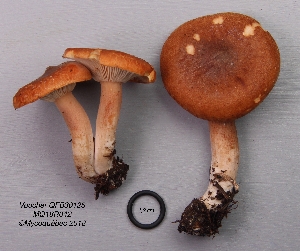  (Lactarius rufus - MQ18R042-QFB30125)  @11 [ ] Copyright (2018) Jacques Landry Mycoquebec