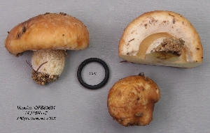  (Suillus glandulosipes - MQ18R115-QFB30631)  @11 [ ] Copyright (2018) Jacques Landry Mycoquebec