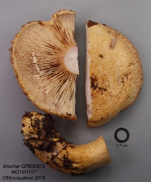  ( - MQ18R157-QFB30673)  @11 [ ] Copyright (2018) Jacques Landry Mycoquebec