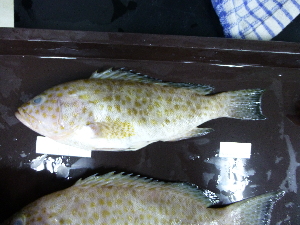  ( - E.areolatus-114 P.Kambing)  @12 [ ] Copyright (2012) Rajiv USM