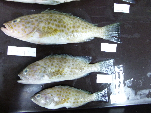  ( - E.areolatus-116 P.Kambing)  @12 [ ] Copyright (2012) Rajiv USM