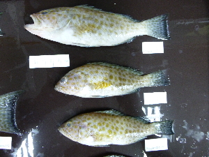  ( - E.areolatus-121 P.Kambing)  @12 [ ] Copyright (2012) Rajiv USM