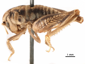  (Cnemotettix - CCDB-29477-A02)  @11 [ ] CreativeCommons - Attribution (2018) CBG Photography Group Centre for Biodiversity Genomics