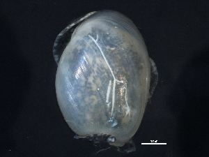  ( - BIOUG12670-G06)  @11 [ ] CreativeCommons - Attribution (2014) CBG Photography Group Centre for Biodiversity Genomics