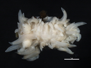  ( - BIOUG12670-G09)  @11 [ ] CreativeCommons - Attribution (2014) CBG Photography Group Centre for Biodiversity Genomics