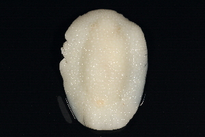  ( - BIOUG12670-G11)  @12 [ ] CreativeCommons - Attribution (2014) CBG Photography Group Centre for Biodiversity Genomics