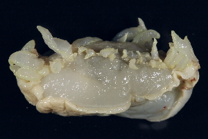  ( - BIOUG12670-G12)  @12 [ ] CreativeCommons - Attribution (2014) CBG Photography Group Centre for Biodiversity Genomics