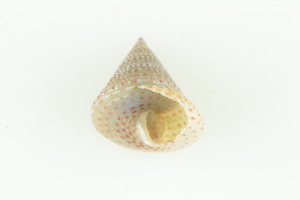  (Calliostoma variegatum - CCDB22765-D02)  @11 [ ] CreativeCommons - Attribution Non-Commercial Share-Alike (2015) Melissa Frey Royal BC Museum